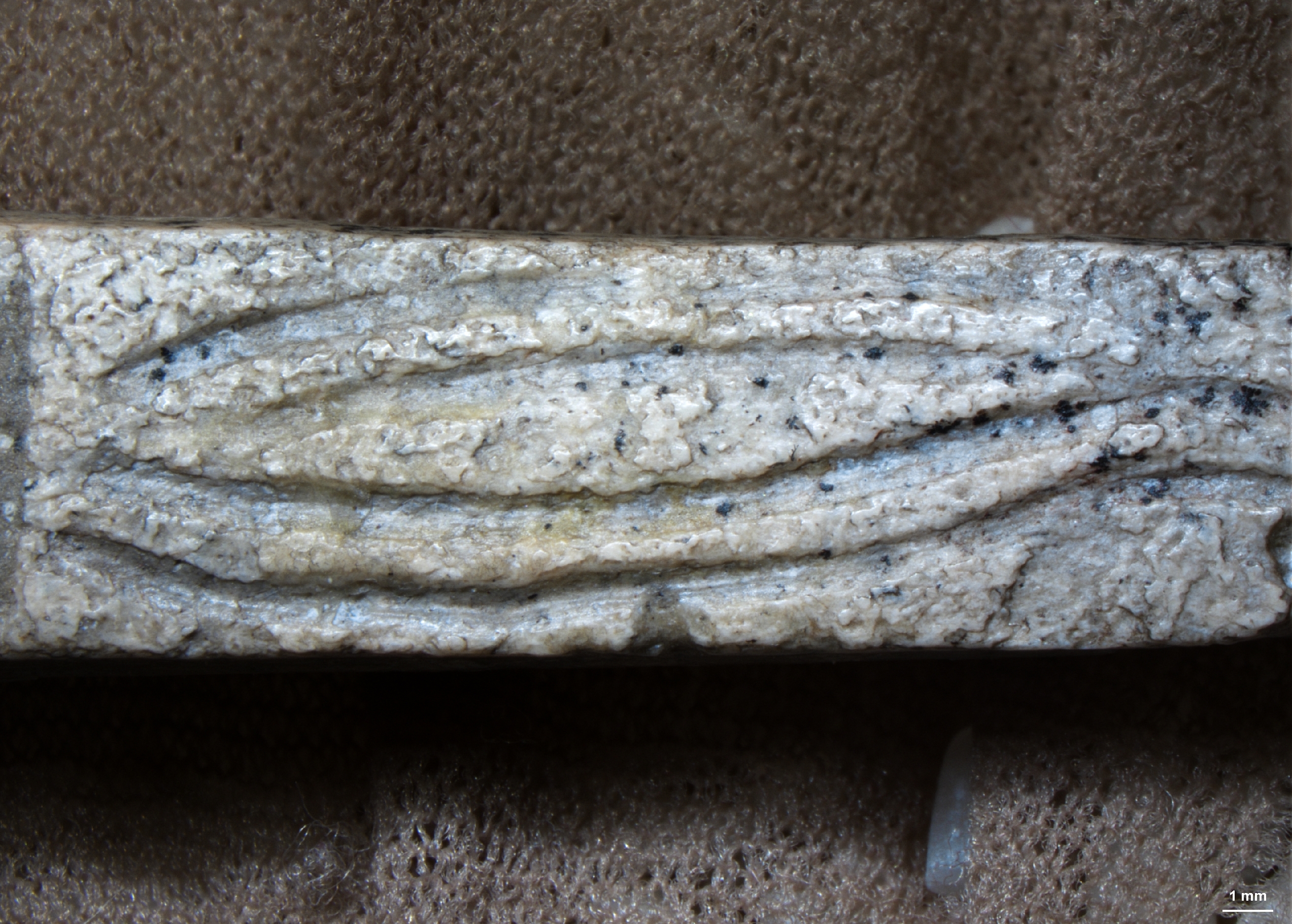 Jaskinia Maszycka. Ornament na ostrzu z poroża renifera, nr inw. MAK 90-20 (zbiory Muzeum Archeologicznego w Krakowie)